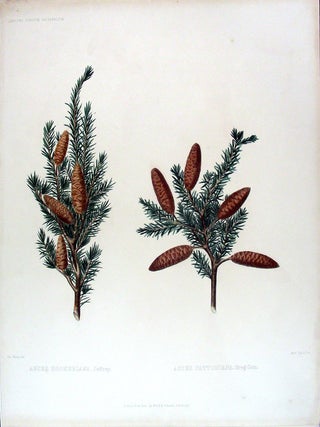 Item #17878 Abiea hookeriana Abies pattoniana. Edward James RAVENSCROFT, - James BLACK