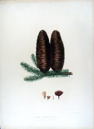 Item #17879 Picea pinsapo. (Spanish Fir). Edward James RAVENSCROFT, - James BLACK