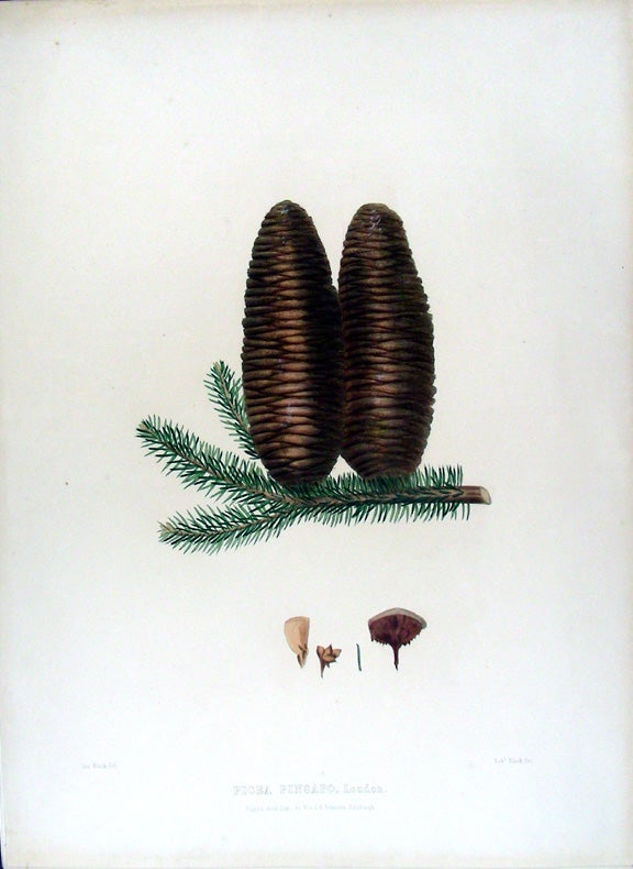 Item #17879 Picea pinsapo. (Spanish Fir). Edward James RAVENSCROFT, - James BLACK.