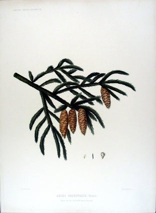 Item #17885 Abies orientalis. (Caucasian Spruce). Edward James RAVENSCROFT, - James BLACK