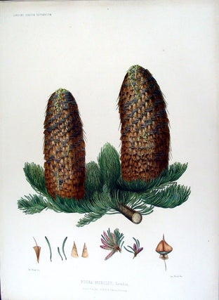Item #17887 Picea nobilis. Loudon. (Red Fir). Edward James RAVENSCROFT, - James BLACK