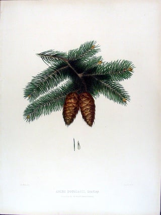 Item #17891 Abies douglasii (Douglas Fir). Edward James RAVENSCROFT, - James BLACK