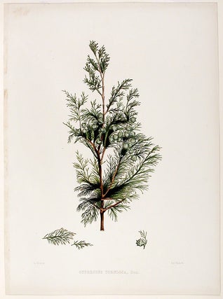 Item #17907 Cupressus tortulosa (Kashmir Cyrpess). Edward James RAVENSCROFT, - James BLACK