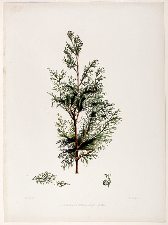 Item #17907 Cupressus tortulosa (Kashmir Cyrpess). Edward James RAVENSCROFT, - James BLACK.
