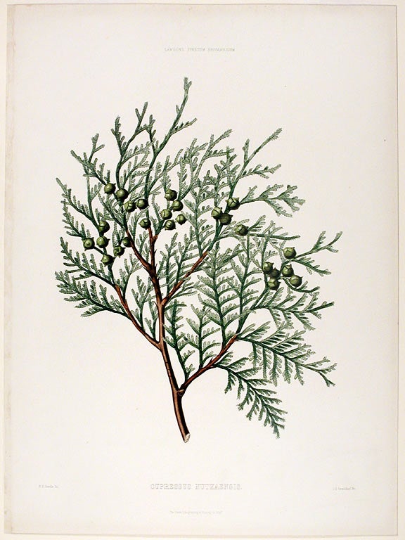 Item #17910 Cupressus nutkaensis (Nootka or Alaska Cedar). Edward James RAVENSCROFT, - R. K. GREVILLE.