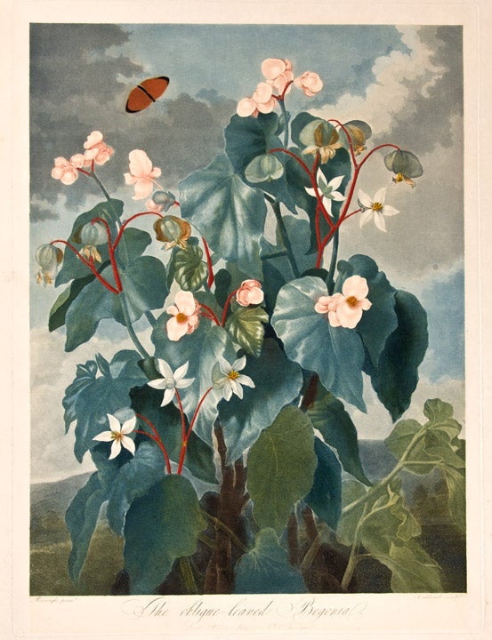 Item #18142 The Oblique-Leaved Begonia. Robert John THORNTON, - Philip REINAGLE.