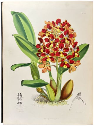 Item #18194 A Monograph of the Odontoglossum. James BATEMAN