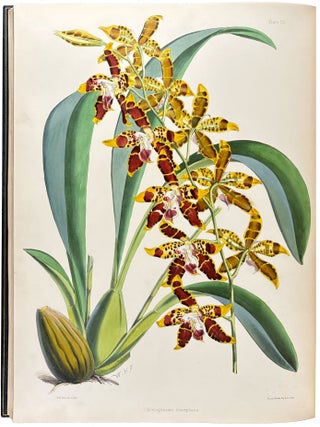 A Monograph of the Odontoglossum