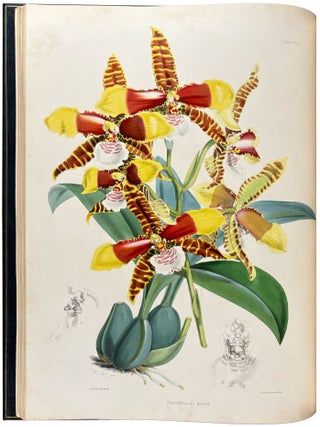 A Monograph of the Odontoglossum