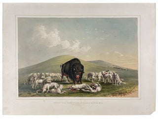 Item #18325 Buffalo Hunt, White Wolves Attacking a Buffalo Bull. George CATLIN