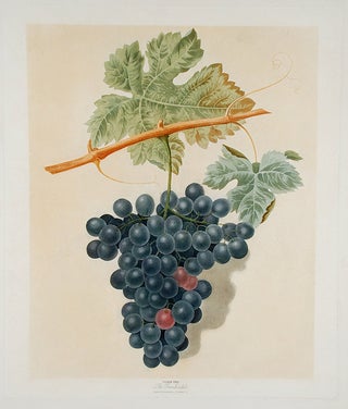Item #18510 [Grapes] The Frankindale. After George BROOKSHAW