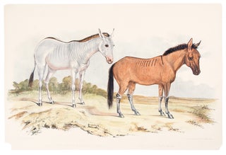 Item #18758 Mule. Hemionus & Burchell's Zebra. Mule - by a Mule & Bay Mare. Benjamin WATERHOUSE...