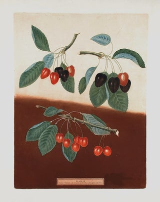 Item #18832 [Cherries] Bleeding Heart; Ox-Heart; Maple-Heart. After George BROOKSHAW