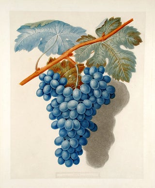 Item #18834 [Grapes] Black Marocco (Morocco Grape). After George BROOKSHAW