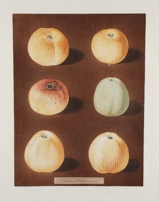 Item #18842 [Apples] [Striped Holland Pippin; Marygold Apple; Sullenworth's Rennet Apple; Beauty...