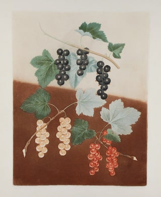 Item #18844 [Currants] Black Currant; White Currant; Dutch Red Currant. After George BROOKSHAW
