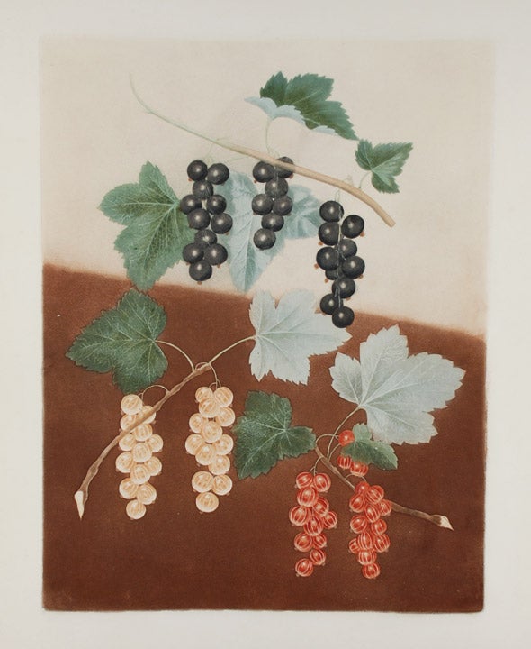 Item #18844 [Currants] Black Currant; White Currant; Dutch Red Currant. After George BROOKSHAW.