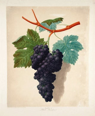Item #18886 [Grapes] Black Muscadine. After George BROOKSHAW