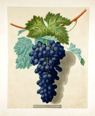 Item #18888 [Grapes] Black Prince Grape. After George BROOKSHAW