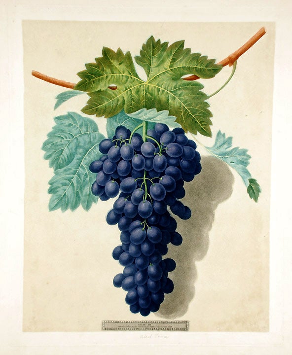 Item #18888 [Grapes] Black Prince Grape. After George BROOKSHAW.