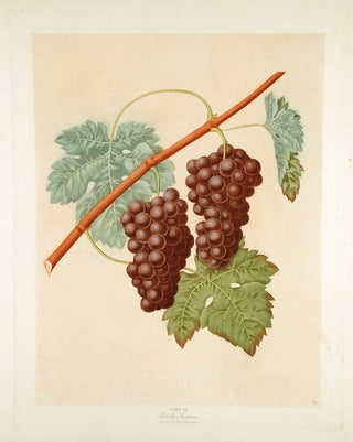 Item #18890 [Grapes] Grizzly Frontinac Grape. After George BROOKSHAW