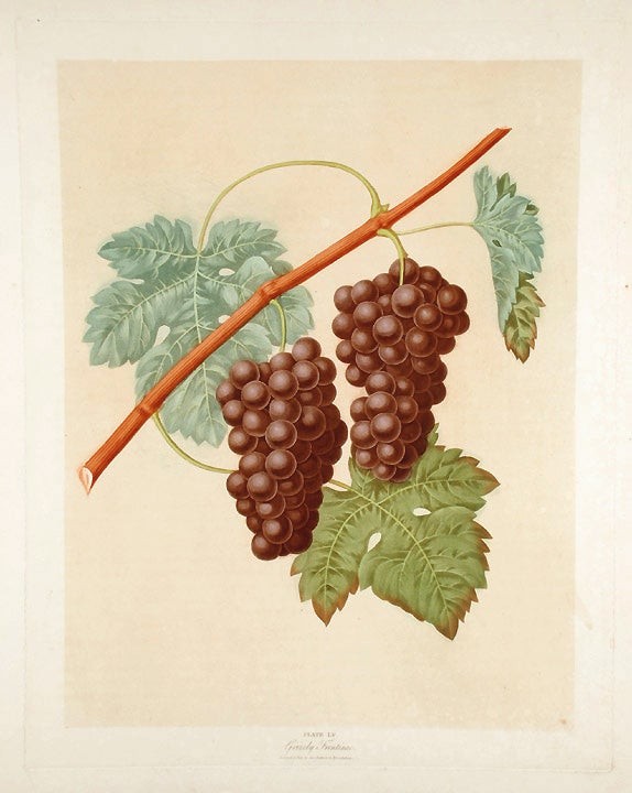 Item #18890 [Grapes] Grizzly Frontinac Grape. After George BROOKSHAW.