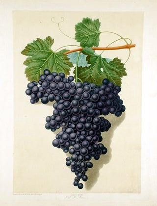 Item #18891 [Grapes] Old St. Peter Grape. After George BROOKSHAW