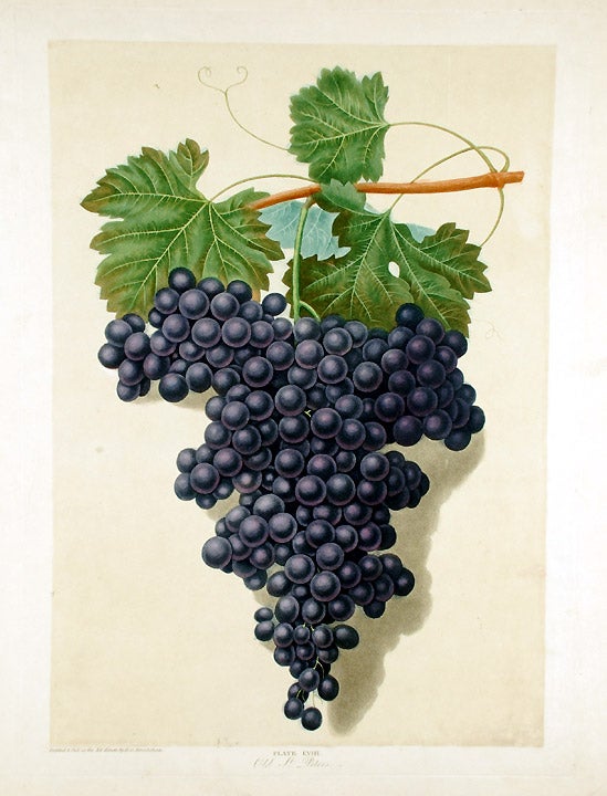 Item #18891 [Grapes] Old St. Peter Grape. After George BROOKSHAW.