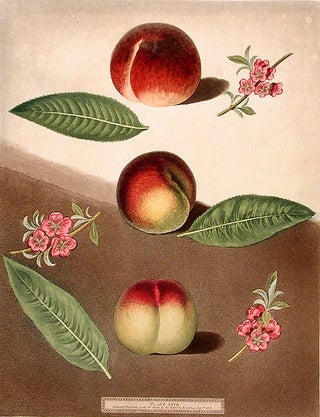 Item #18979 [Peach] Early Purple Peach; Peach of Mr. Padley's; Galand Peach (Violet Hative...