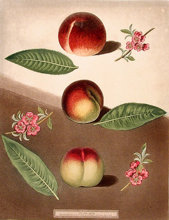 Item #18979 [Peach] Early Purple Peach; Peach of Mr. Padley's; Galand Peach (Violet Hative Peach). After George BROOKSHAW.