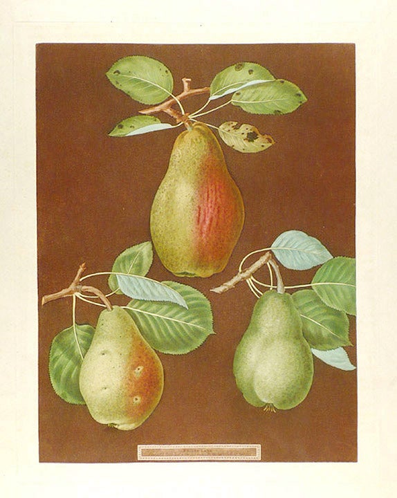 Item #18981 [Pears] Chaumontelle Pear; Windsor Pear; Summer Bon Chretien. After George BROOKSHAW.