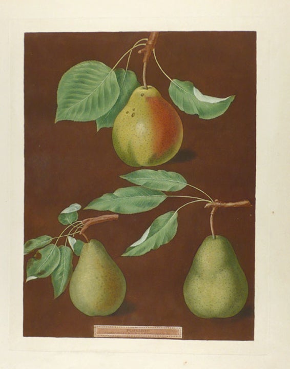 Item #18984 [Pears] Cadillac; Paddington Pear; St. Martial Pear. After George BROOKSHAW.