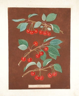 Item #18999 [Cherries] Kentish or Flemish Cherry. English Bearer. Carnation Cherry. After George...