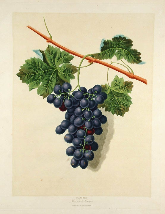 Item #19073 [Grapes] Grape of Calmes. After George BROOKSHAW.