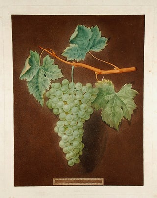 Item #19074 [Grapes] White Frontiniac Grape. After George BROOKSHAW
