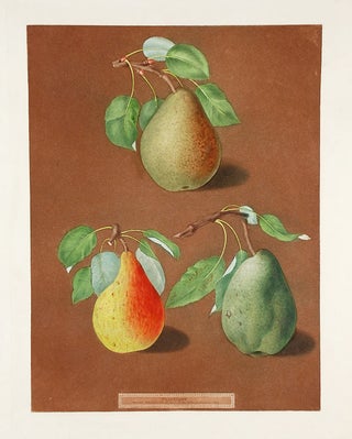 Item #19076 [Pears] Brown Pear; Golden Pear; Colmar Pear. After George BROOKSHAW