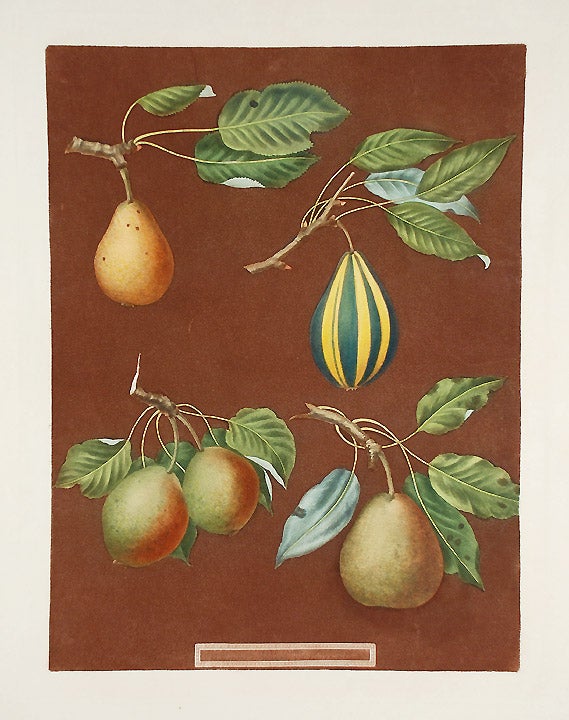 Item #19077 [Pears] Striped Vert Longue. After George BROOKSHAW.