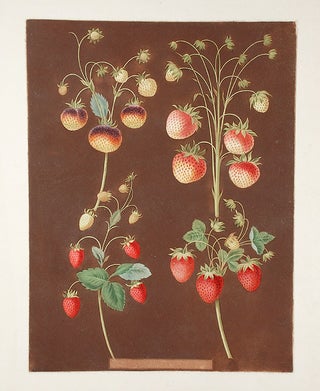Item #19079 [Strawberries] Hautboy Strawberry; Chili-Strawberry (Pine Strawberry); Alpine Red...