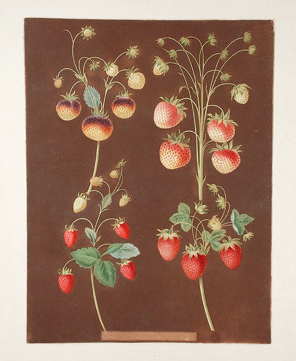 Item #19079 [Strawberries] Hautboy Strawberry; Chili-Strawberry (Pine Strawberry); Alpine Red Strawberry; Scarlet Flesh Strawberry. After George BROOKSHAW.