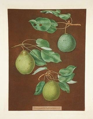 Item #19080 [Pears] Easter Bergamot Pear, Tarlington Pear. After George BROOKSHAW