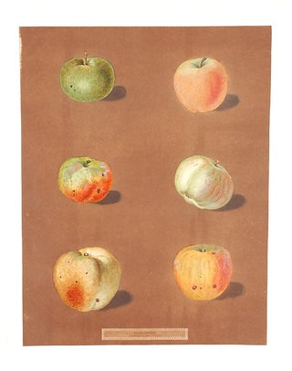 Item #19081 [Apples] Rennet Gray, July-Flower Apple, Scarlet Pearmain. After George BROOKSHAW