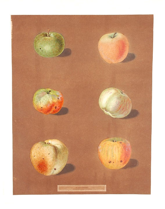 Item #19081 [Apples] Rennet Gray, July-Flower Apple, Scarlet Pearmain. After George BROOKSHAW.