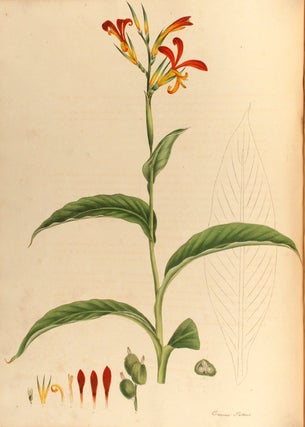 Item #19644 Monandrian Plants of the Order Scitamineae, chiefly drawn from living specimens in...