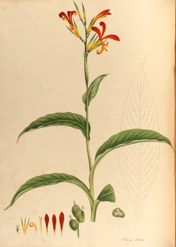 Item #19644 Monandrian Plants of the Order Scitamineae, chiefly drawn from living specimens in the Botanic Garden at Liverpool. William ROSCOE.