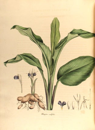 Monandrian Plants of the Order Scitamineae, chiefly drawn from living specimens in the Botanic Garden at Liverpool