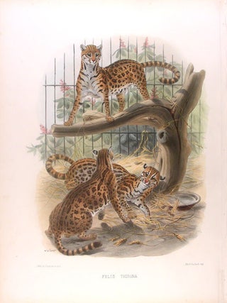 Item #19673 Felis Tigrina [Margay]. Joseph WOLF