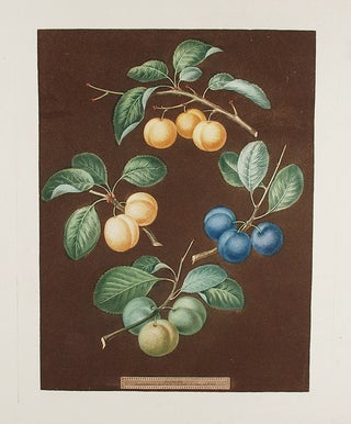 Item #20194 [Plums] Drap d'Or, White Gage Plum, Blue Gage Plum, Green Gage. After George BROOKSHAW