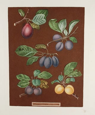 Item #20196 [Plums] Pear Plum, Blue Imperatrice, Brignole, St. Catharine. After George BROOKSHAW