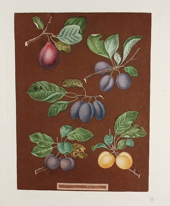 Item #20196 [Plums] Pear Plum, Blue Imperatrice, Brignole, St. Catharine. After George BROOKSHAW.