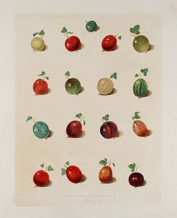 Item #20199 [Gooseberries] Early Green Hairy, Child's Golden Lion, Alcock's Duke of York, Lomaxe's Victory, Mill's Champion, Warrington Red, Mill's Langley Green, Eden's Elibore, Hill's Sir Peter Teazle, Woodwards White-Smith, Tillotson's Seedling, Warwickshire Conqueror, Rawlinson's Duke of Bridgewater, Clyton's Britania, Hall's Porcupine, Arrowsmith's Rule of England, Fox's Jolly Smoker. After George BROOKSHAW.
